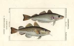 Kabeljau, Gadus morhua, Baccala und Wittling, Merlangius merlangus, Merlango comune von Corsi Corsi