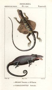 Flugdrache und Zweihornchamäleon von Corsi Corsi