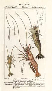Gemeine Garnele, Crangon crangon 1, Rosa Garnele, Pandalus montagui 2, und Aegaeon cataphractus 3 von Corsi Corsi