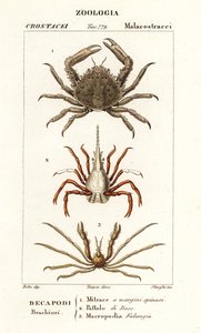 Korallenklammerkrabbe, Pfeilkrabbe und Leach