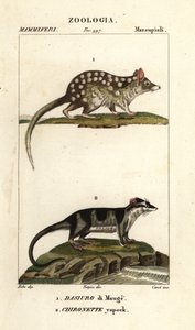 Östlicher Quoll und Wasserbeutelratte von Corsi Corsi