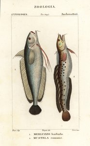 Gabeldorsch, Phycis phycis 1 und Fünfbärtiger Seeskorpion, Ciliata mustela von Corsi Corsi