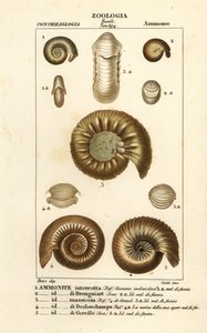 Fossilien ausgestorbener Ammonitenarten von Corsi Corsi