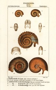 Fossilien ausgestorbener Ammonitenarten von Corsi Corsi