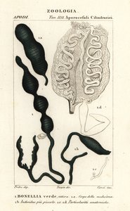 Grüner Löffelwurm, Bonellia viridis