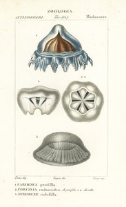 Helmqualle, Periphylla periphylla 1, Phorcynia cudonoidea 2, und Eulimene ciclophylla 3