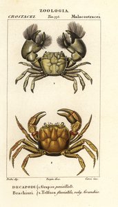 Hemigrapsus penicillatus und Potamon fluviatile von Corsi Corsi