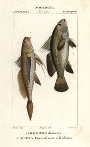 Langschwanz-Kroaker, Lonchurus lanceolatus und Maigre, Kroaker, Steinbarsch, Schattenfisch, Argyrosomus regius von Corsi Corsi