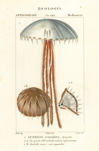 Ohrenqualle, Aurelia crenulata von Corsi Corsi
