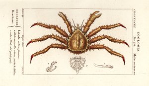 Norwegische Königskrabbe, Lithodes maja von Corsi Corsi