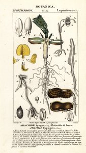 Erdnuss, Arachis hypogaea von Corsi Corsi