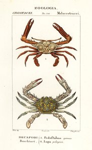Periskopkrabbe und Blumenkrabbe