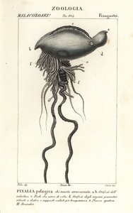 Portugiesische Galeere, Physalia physalis von Corsi Corsi