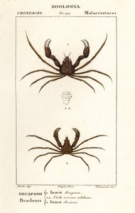 Skorpion-Spinnenkrabbe und Leach’s Spinnenkrabbe von Corsi Corsi