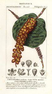 Meerestraube, Coccoloba uvifera