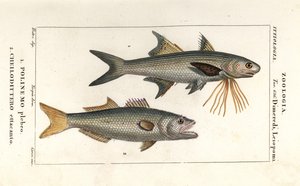 Gestreifter Fadenfisch und Blaufisch von Corsi Corsi