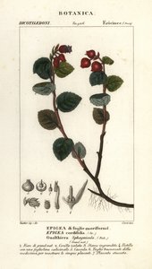 Teebeere, Gaultheria domingensis