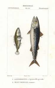 Dreistachliger Stichling und Atlantischer Makrele von Corsi Corsi