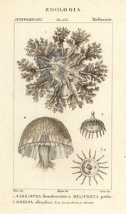 Kopfstehende Qualle, Cassiopea frondosa 1, Melicertum-Arten 2 und Obelia-Polyp 3
