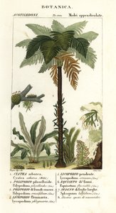 Westindischer Baumfarn, Cyathea arborea, Weinrebenfarn, Microgramma piloselloides, anmutiger Farn, Niphidium crassifolium, grober Quastenfarn, Huperzia phlegmaria, Hirschhorn-Bärlapp, Lycopodiella cernua, Wasser-Schachtelhalm