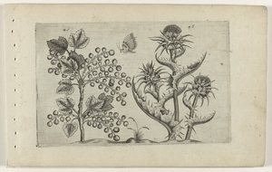 Johannisbeere und Mariendistel (Cognoscite lilia, Serientitel) von Crispijn van de Passe (I) (attributed to)