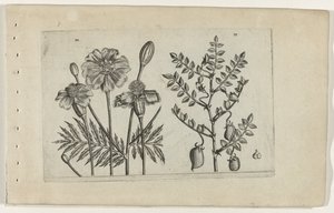 Tagetes und Kichererbse von Crispijn van de Passe (I) (attributed to)