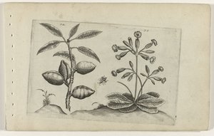 Mandelbaum und Schlüsselblume