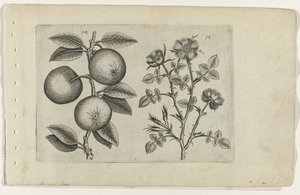 Apfel und Hundsrose Cognoscite lilia (Serientitel)