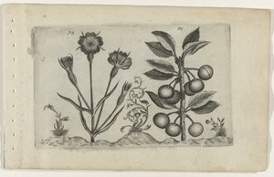 Kornrade und Sauerkirsche von Crispijn van de Passe (I) (attributed to)