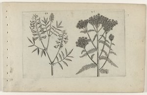 Boswikke en duizendblad von Crispijn van de Passe (I) (attributed to)