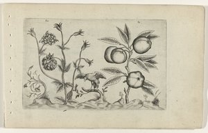 Akelei und Apfel von Crispijn van de Passe (I) (attributed to)