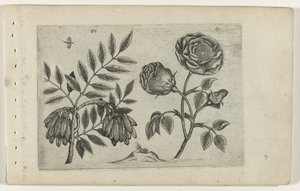 Es und Rose