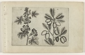 Große Malve und Olivenbaum Cognoscite lilia (Serientitel)