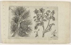 Grove den und Borretsch von Crispijn van de Passe (I) (attributed to)