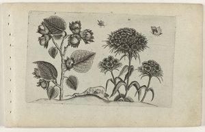 Haselzweig und Tausendschön von Crispijn van de Passe (I) (attributed to)