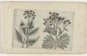 Hirschwurz und Rainfarn von Crispijn van de Passe (I) (attributed to)