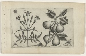 Jasmin und Birne (Cognoscite lilia, Serientitel) von Crispijn van de Passe (I) (attributed to)