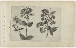Geißblatt und Himbeere