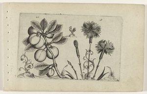 Kirschpflaume und Gartennelke (Cognoscite lilia)