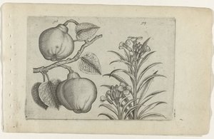 Quitte und Mauerblümchen