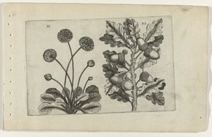Gänseblümchen und Sommereiche