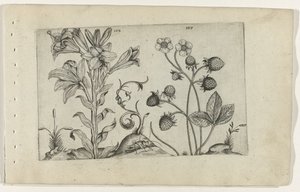 Madonnalilie und Erdbeere Cognoscite lilia (Serientitel) von Crispijn van de Passe (I) (attributed to)