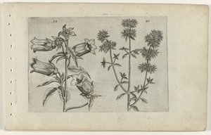 Maiglöckchen und Majoran von Crispijn van de Passe (I) (attributed to)