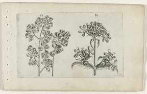 Mauerfarn und Seifenkraut von Crispijn van de Passe (I) (attributed to)