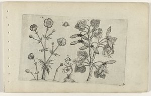 Scharfer Hahnenfuß und Feldahorn Cognoscite lilia (Serientitel) von Crispijn van de Passe (I) (attributed to)