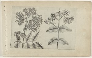 Sering en mansbloed von Crispijn van de Passe (I) (attributed to)