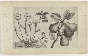 Schlüsselblume und Birne