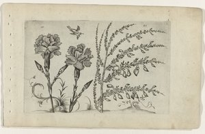 Nelke und Ginster Cognoscite lilia (Serientitel) von Crispijn van de Passe (I) (attributed to)