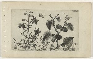 Wilde Rittersporn und schwarze Maulbeere