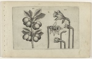 Sauerkirsche und wilde Narzisse, Cognoscite lilia (Serientitel)